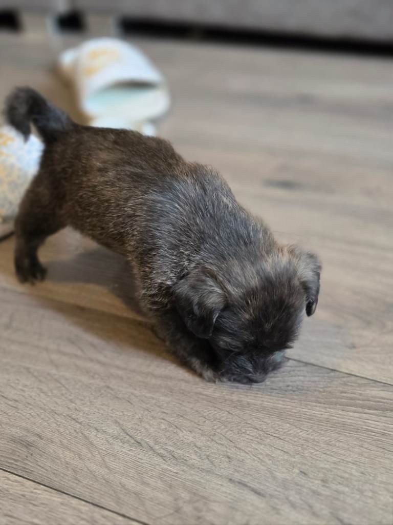 Mixed Breed puppies 