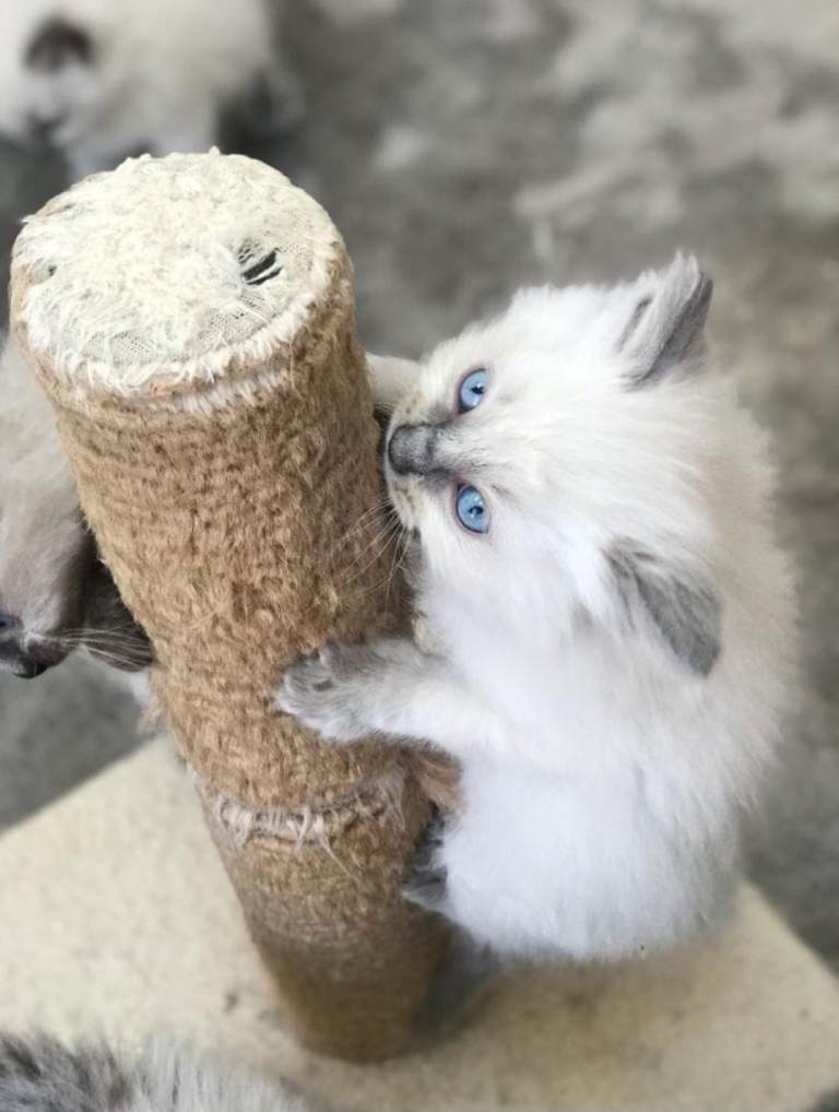Blue Point& Seal Point Ragdol boys available 
