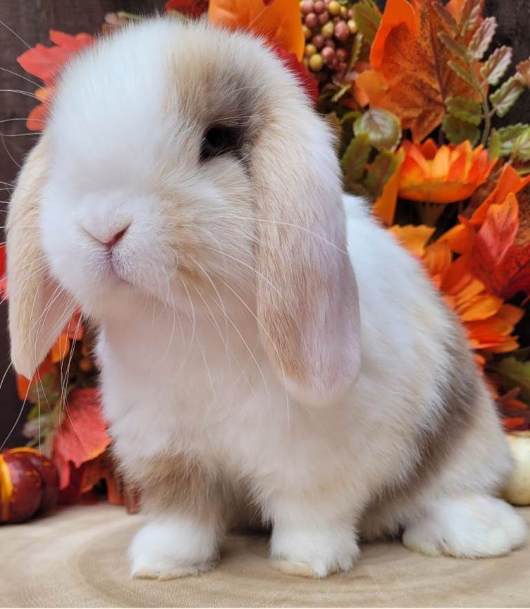 Beautiful mini lop bunnies available 