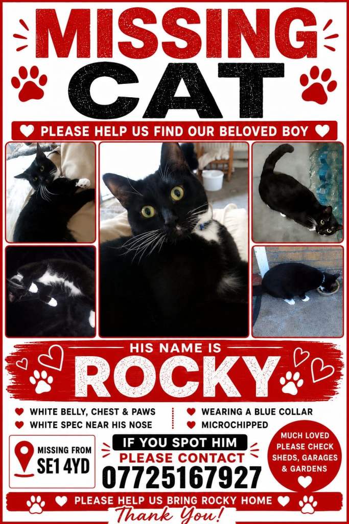 Missing cat 