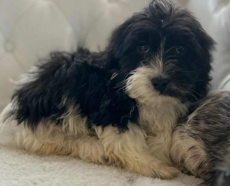 Stunning jackapoo pups