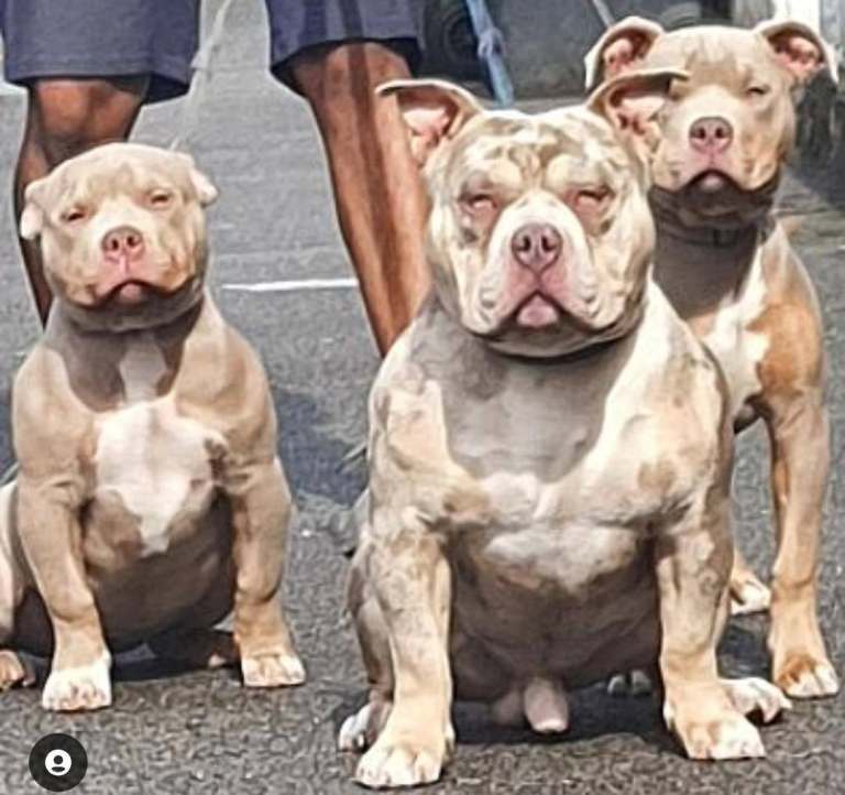 ​💎Elite Lilac Tri Pocket Bullies – Bape & Papi Chulo Lines💎