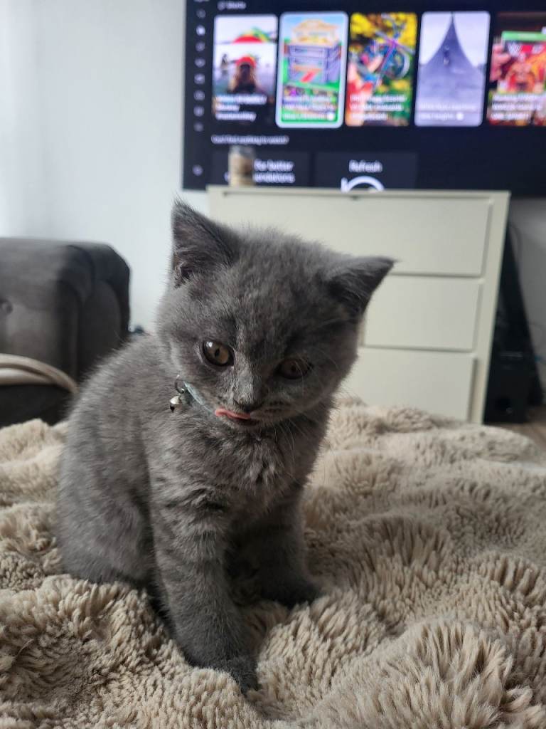 Full british shorthair 