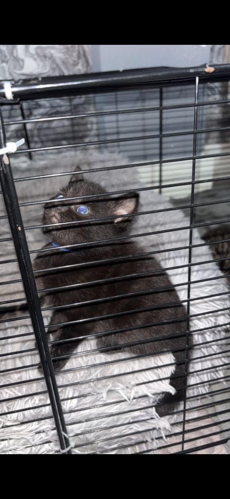 1 tuxedo male pending collection 