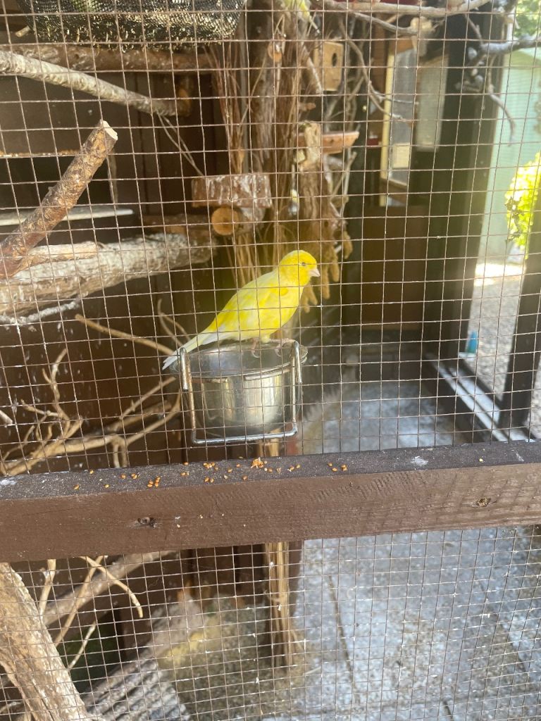 Canaries/Zebras/Javas