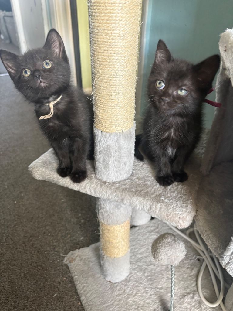 🐾 GORGEOUS FRIENDLY KITTENS LOOKING FOR THEIR FOREVER HOMES 🐾