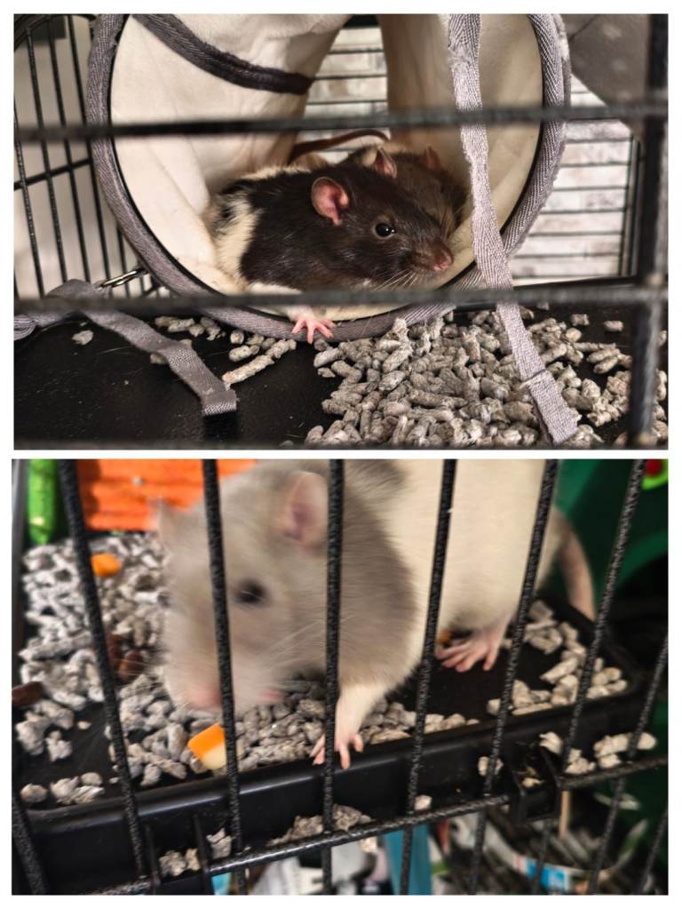 3 adult male rats 
