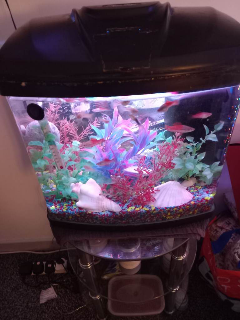 Fishtank 
