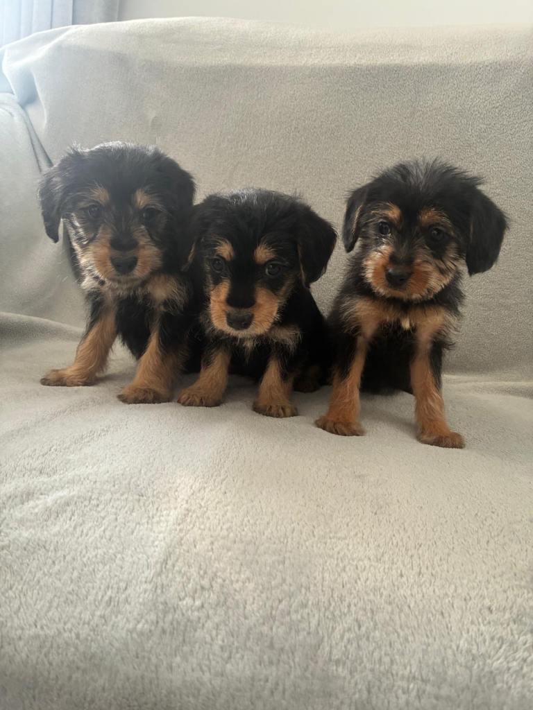 Schnauzer cross Yorkshire Terrier Puppies