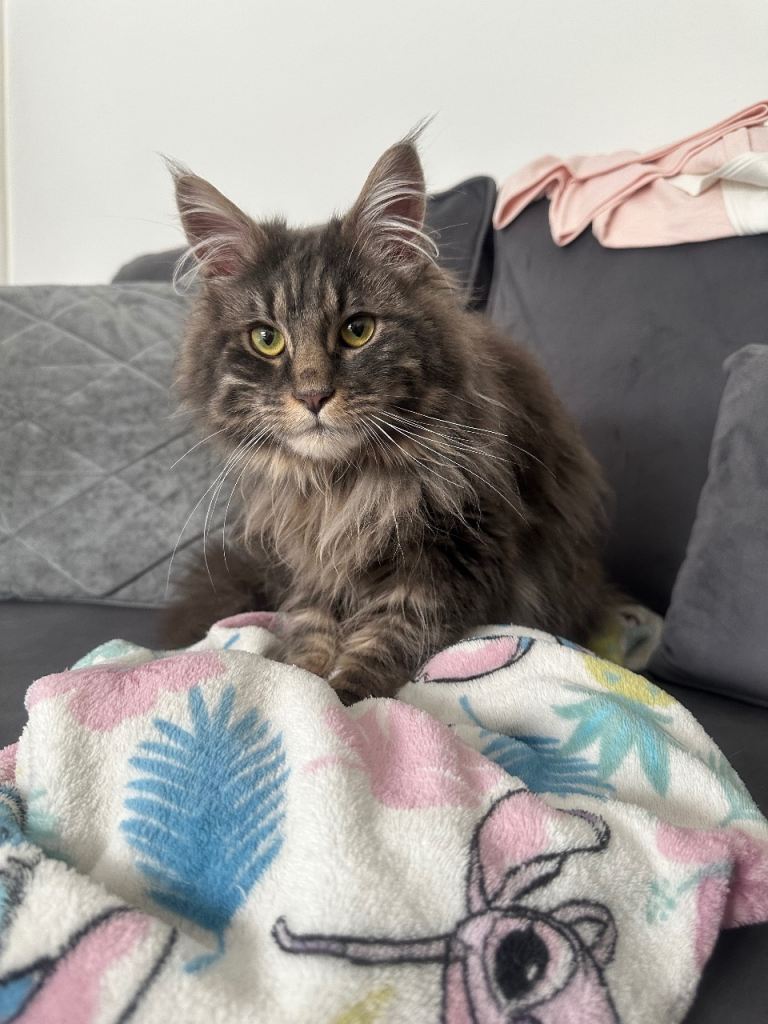 Stunning maine coon male-11 months old