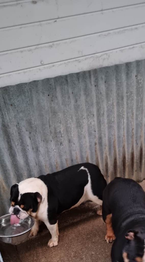 KC reg tri Bulldog pup