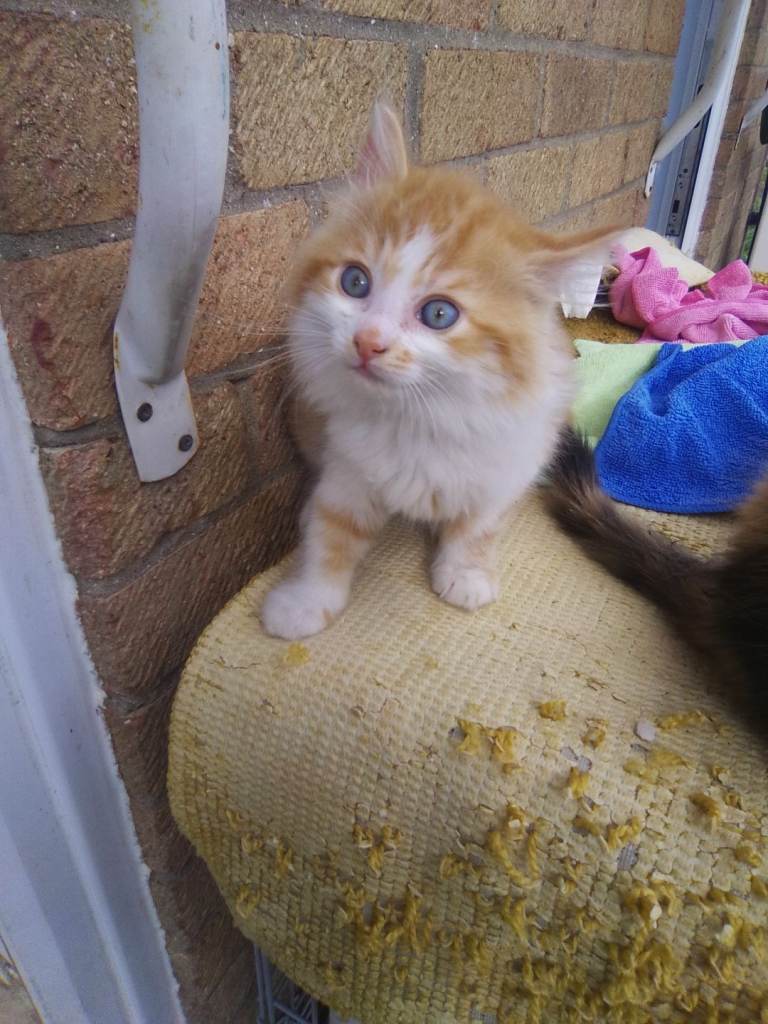 Kittens for sale 2 different litters all ready to go 