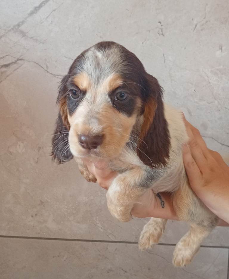 Cocker spaniel puppies 