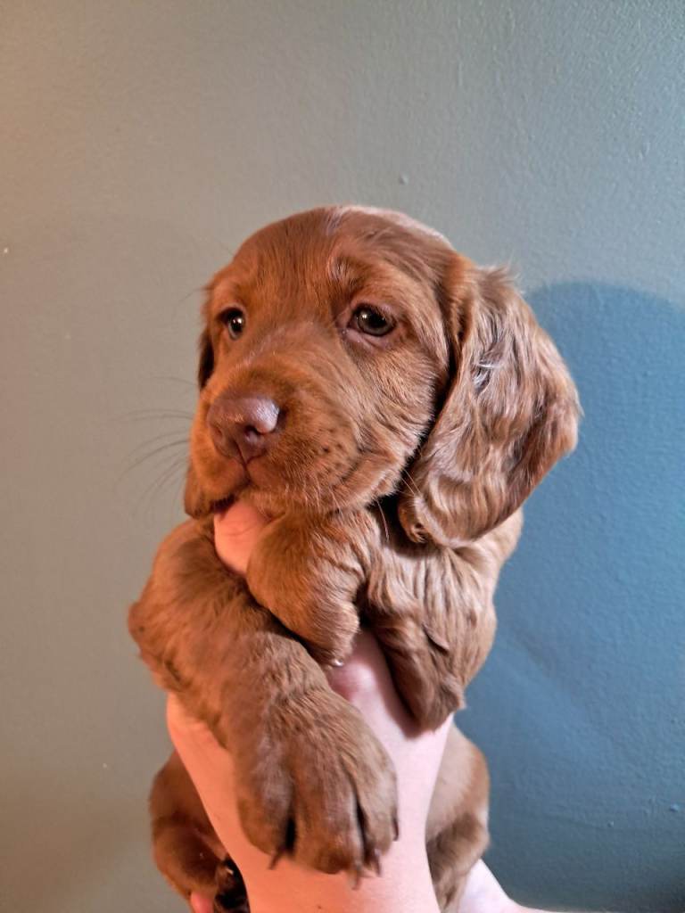 Stunning litter of red/fox red F1B Cockapoo puppies for sale