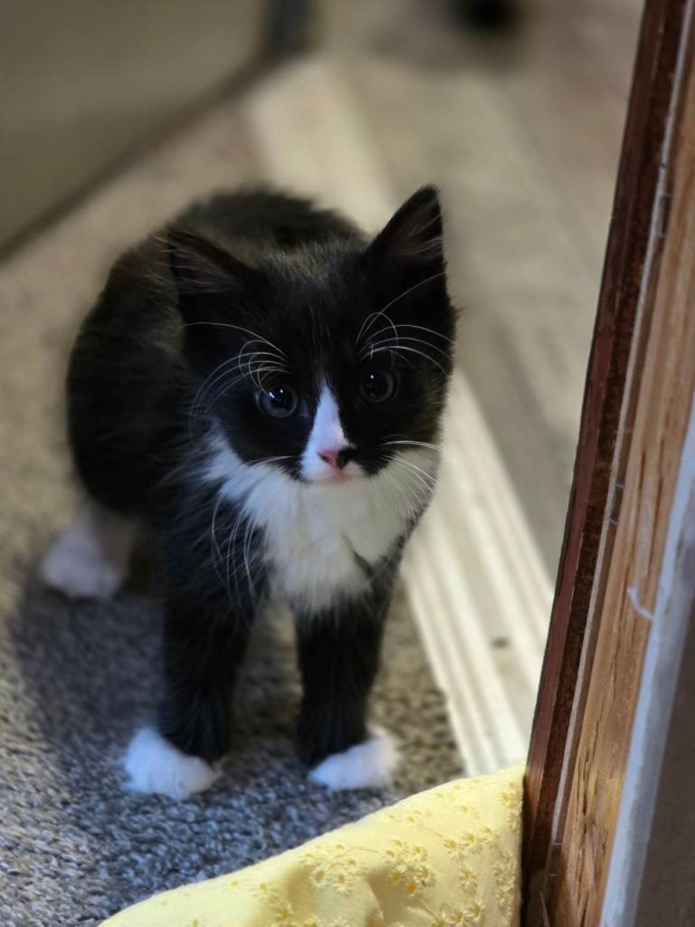 Kitten for sale 