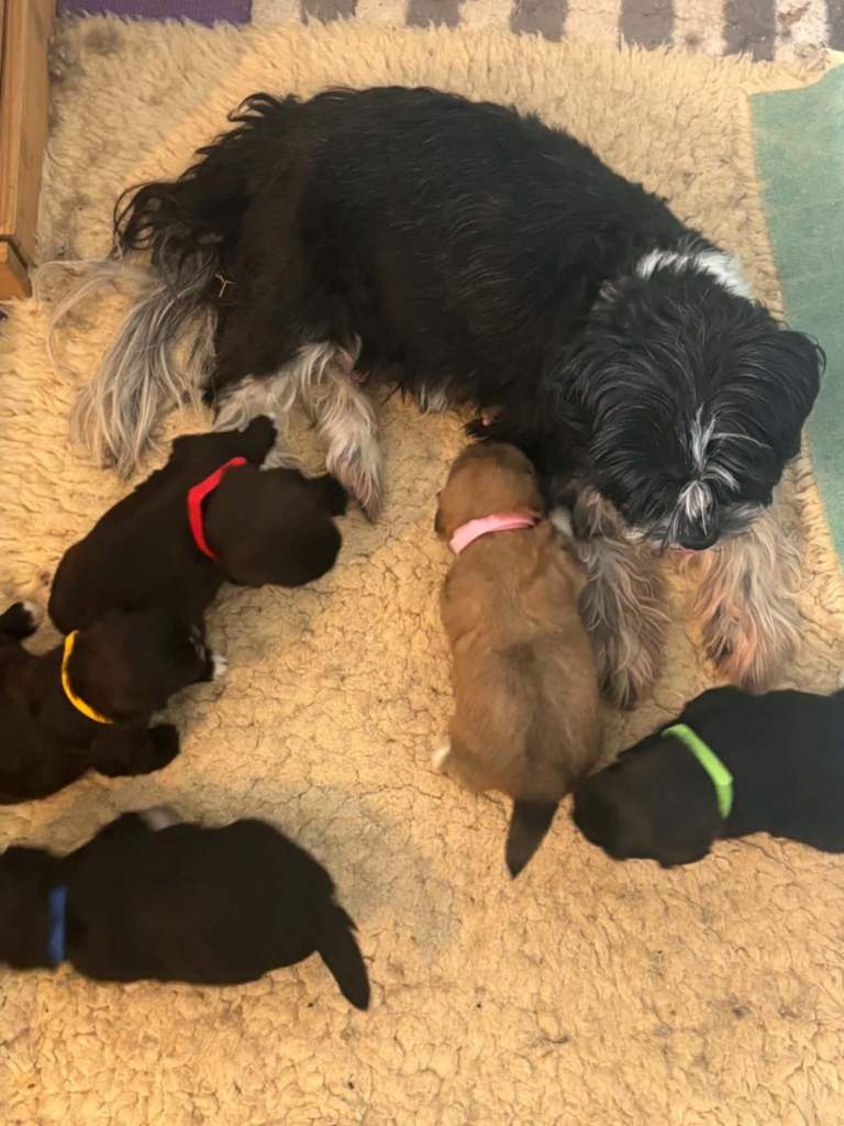 Adorable and lively! Shih Tzu cross Lhasa Apso