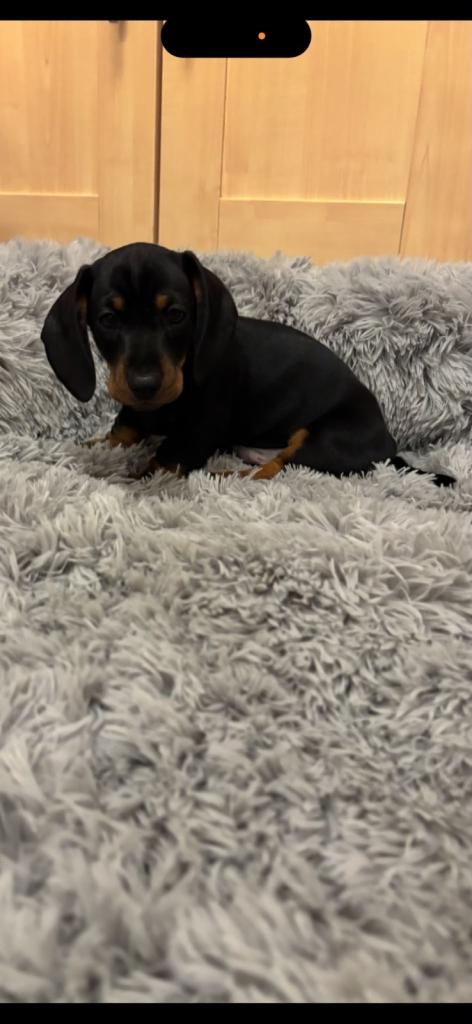 Dachshund Puppies