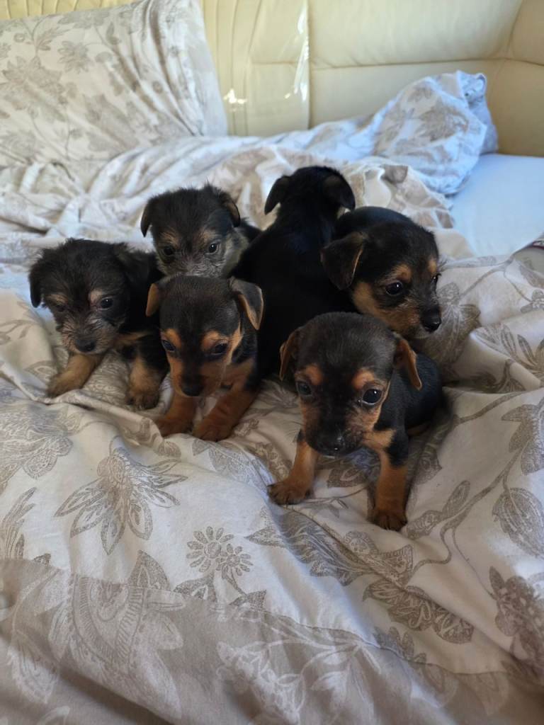 Chorkie puppies for sale