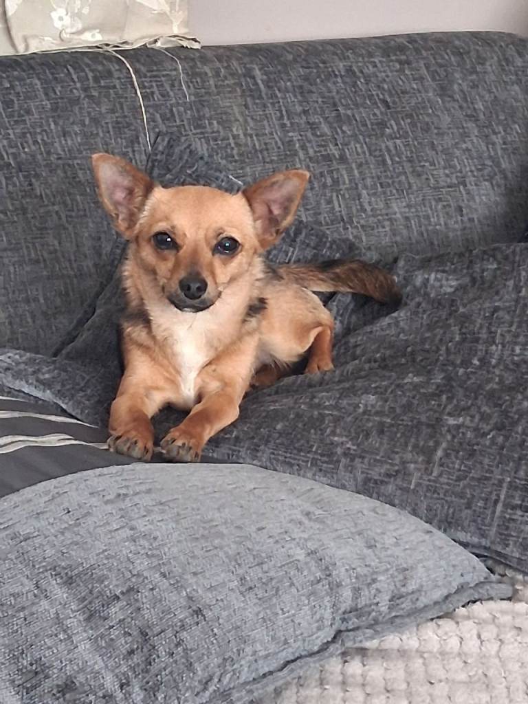 Chihuahua