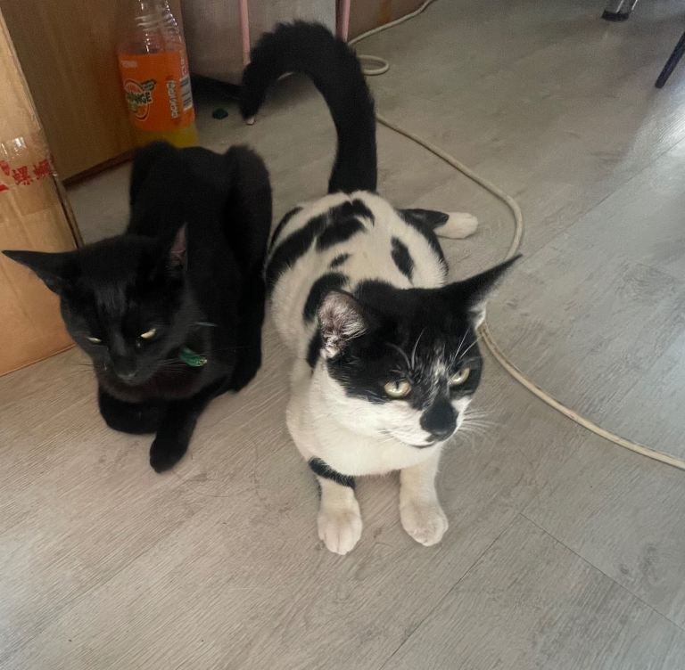 2 Young Male cats for Rehome