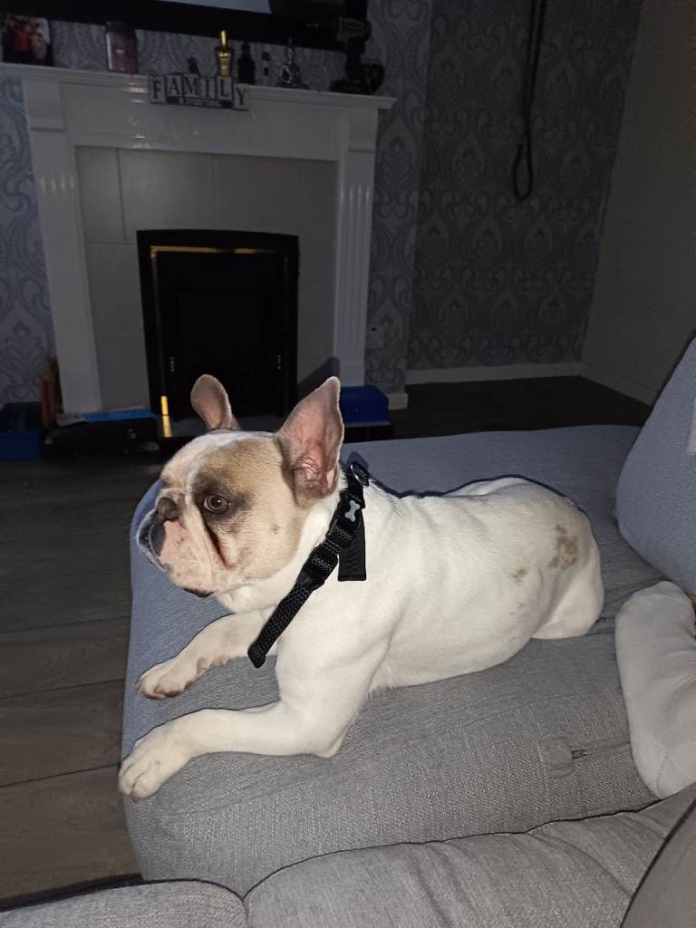 French bulldog