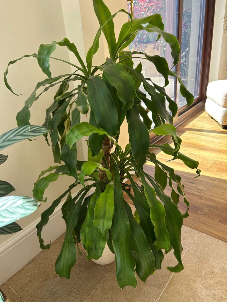 Indoor plant.