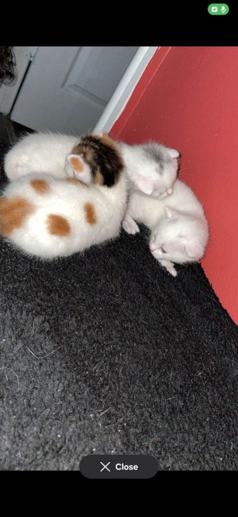 4 beautiful kittens 