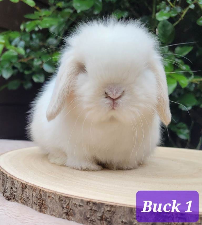 Purebred bunnies available 