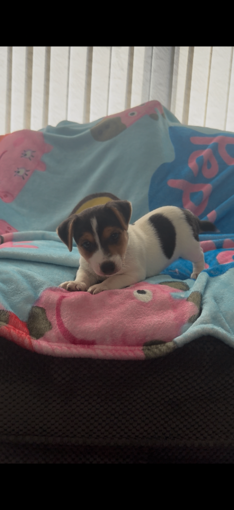 Jack Russell boy puppy