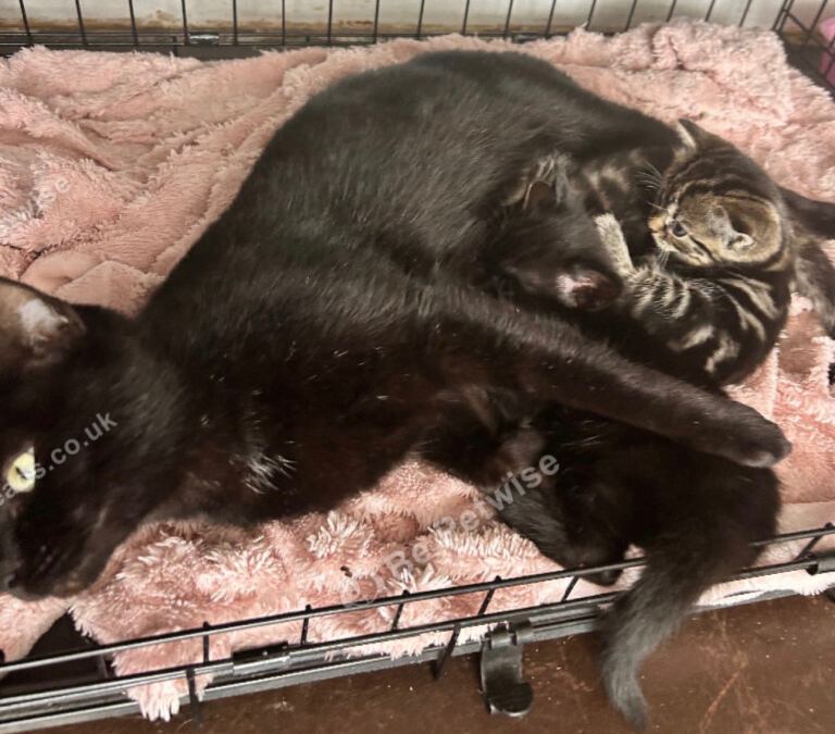 Male tabby kittens