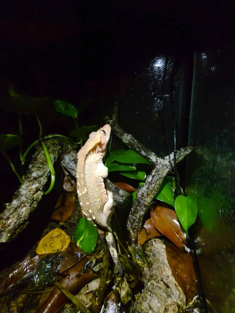 Selling 1 year old Crested Gecko, enclosure and equipment 