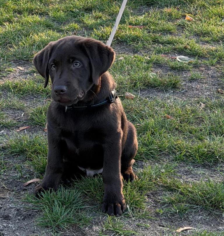14 week Chocolate color Labrador puppy
