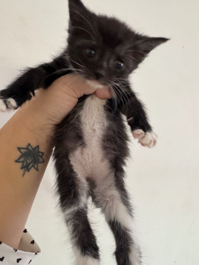 Maine coon kitten