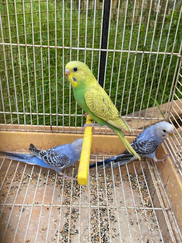  Beautiful baby budgies
