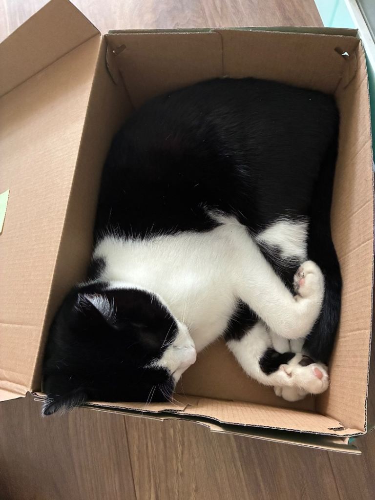 Lovely Tuxedo male cat looking for new home
