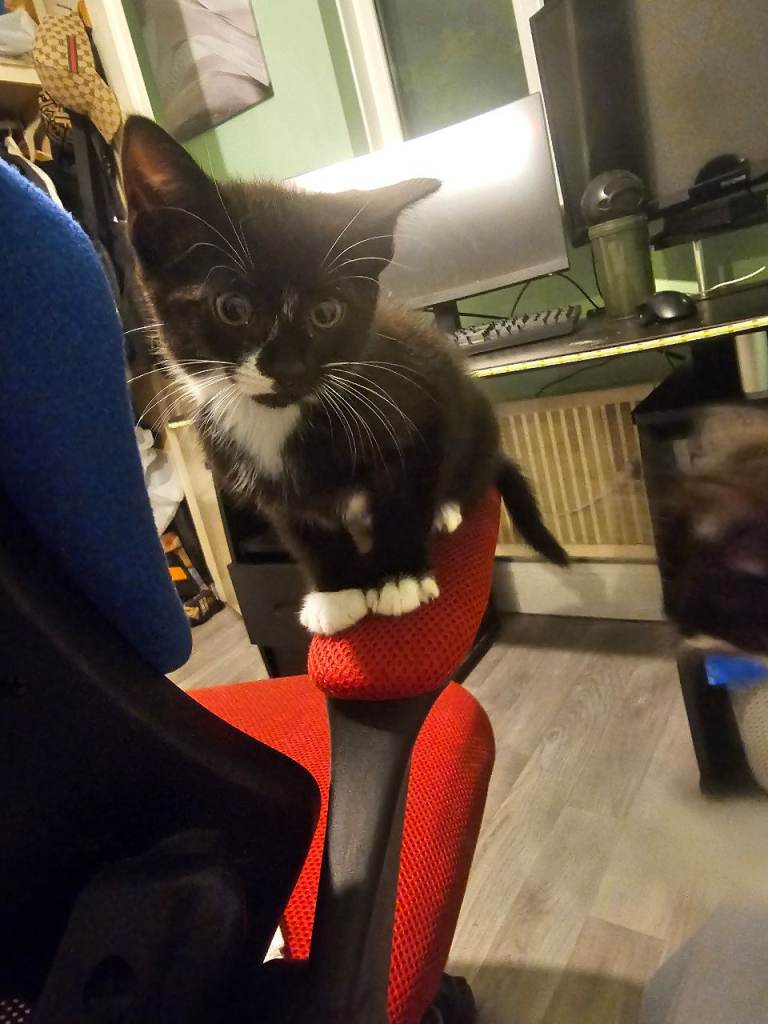 Kittens for sell 