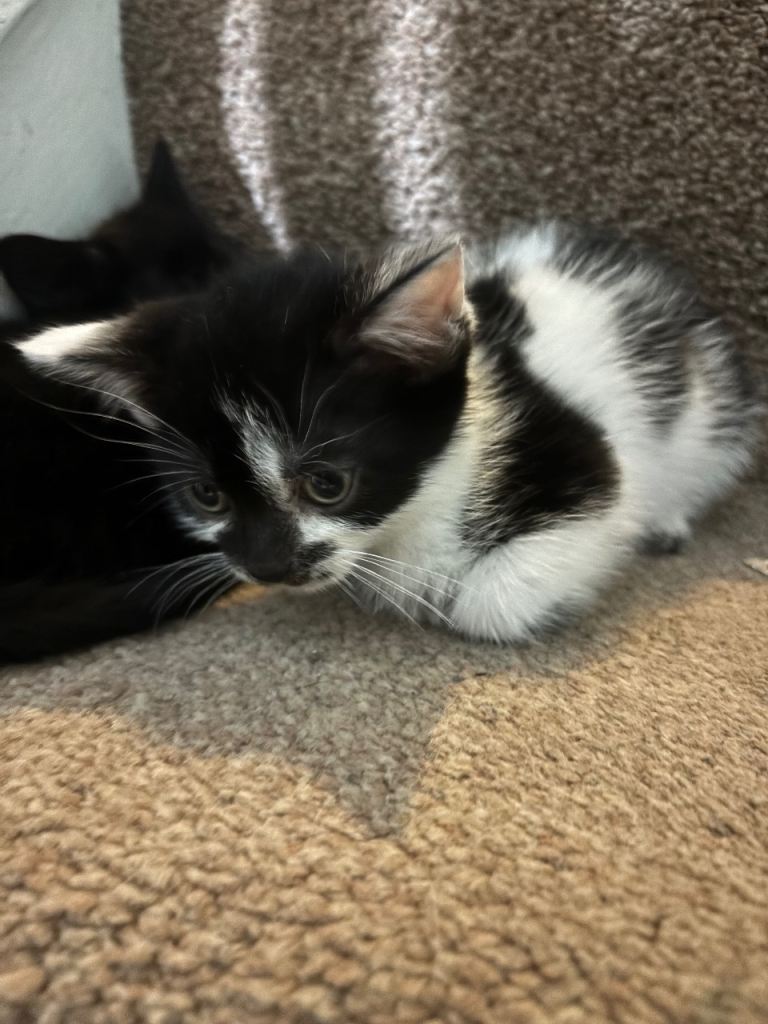 Kittens ready to leave 