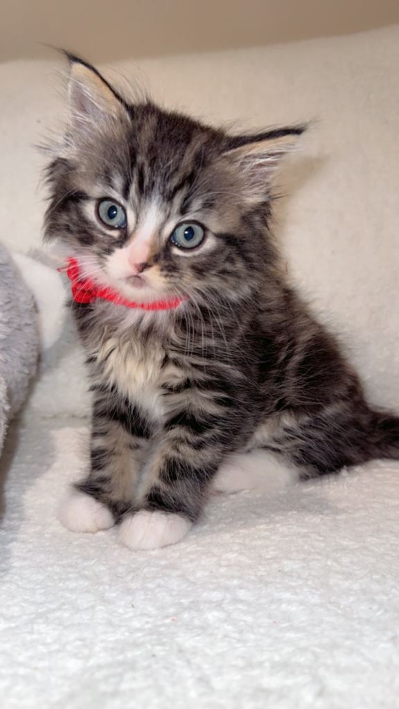 1 male cute kitten 