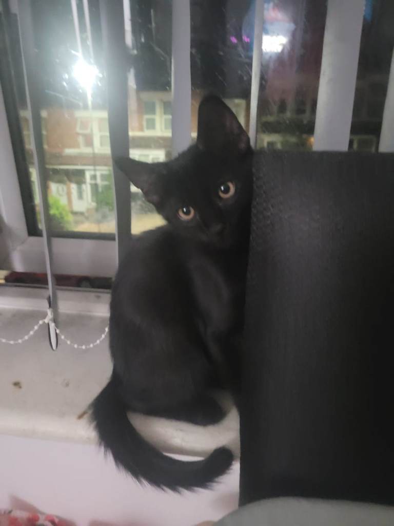 11 weeks old kitten 