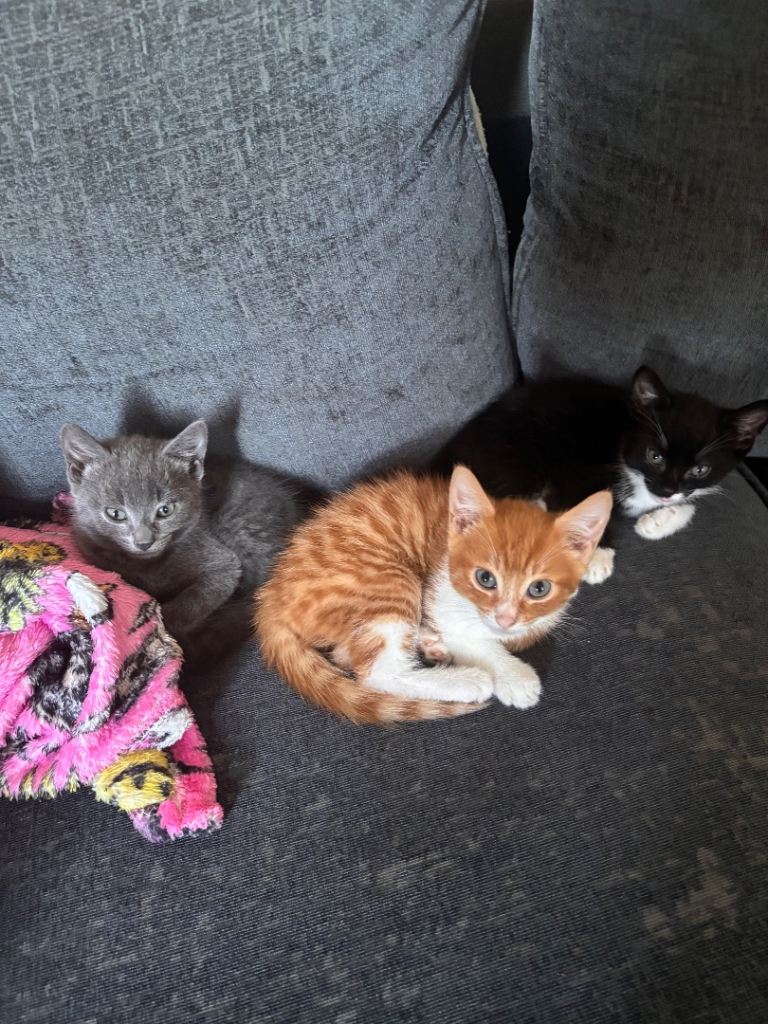 Kittens for sale 