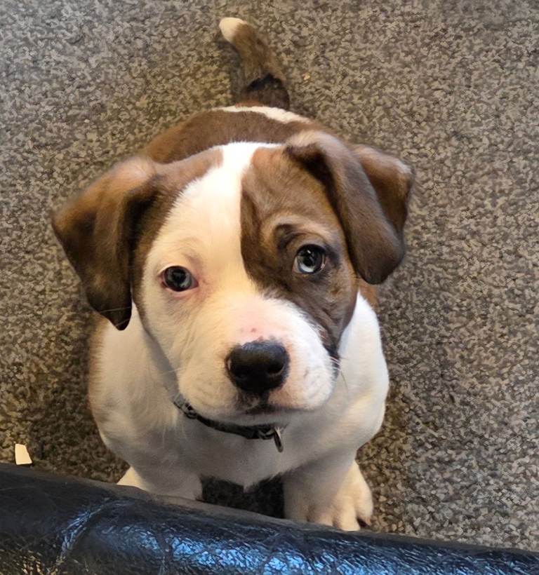 PENDING COLLECTION 12 week old male pup