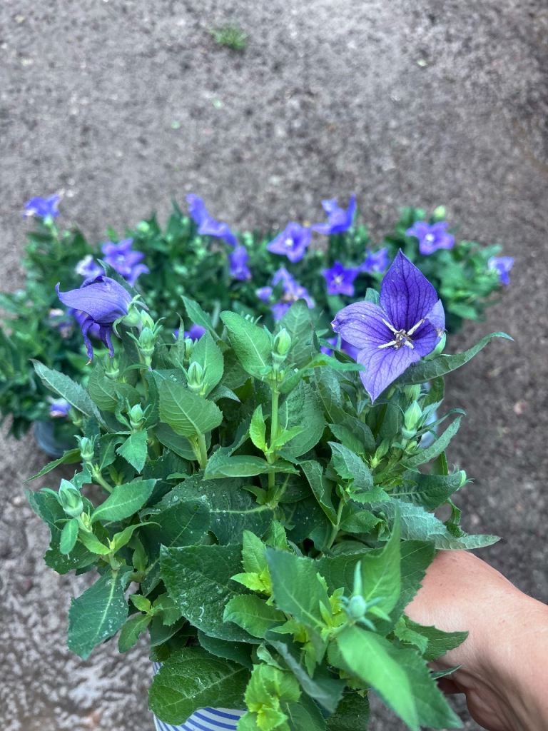 Platyco gr Astra blue (Balloon flower)*price each