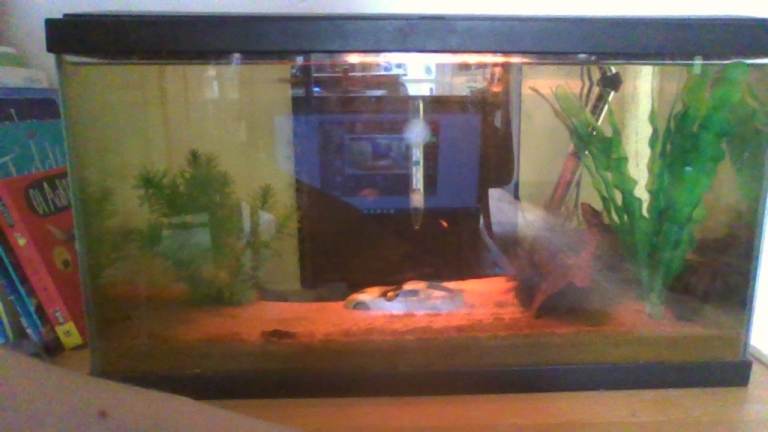 80l Fish Tank