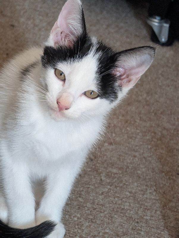 12 week old Male kitten for sale