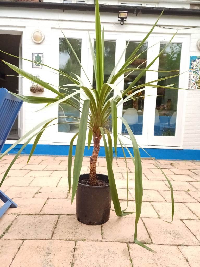 CORDYLINE AUSTRALIS TORBAY CABBAGE PALM 1.2m 4'