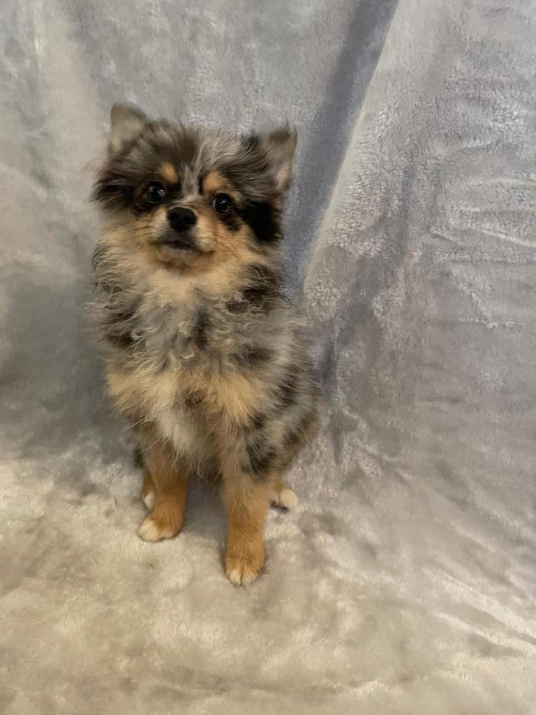 Beautiful Blue/Tan Pomeranian Merle Girl