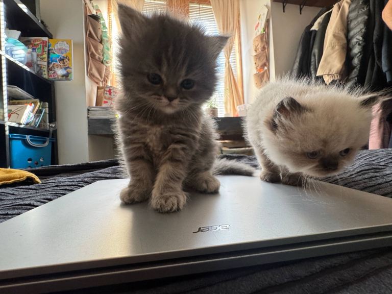 Pure breed Rare Colours White Grey Gorgeous Persian Kittens Girls 