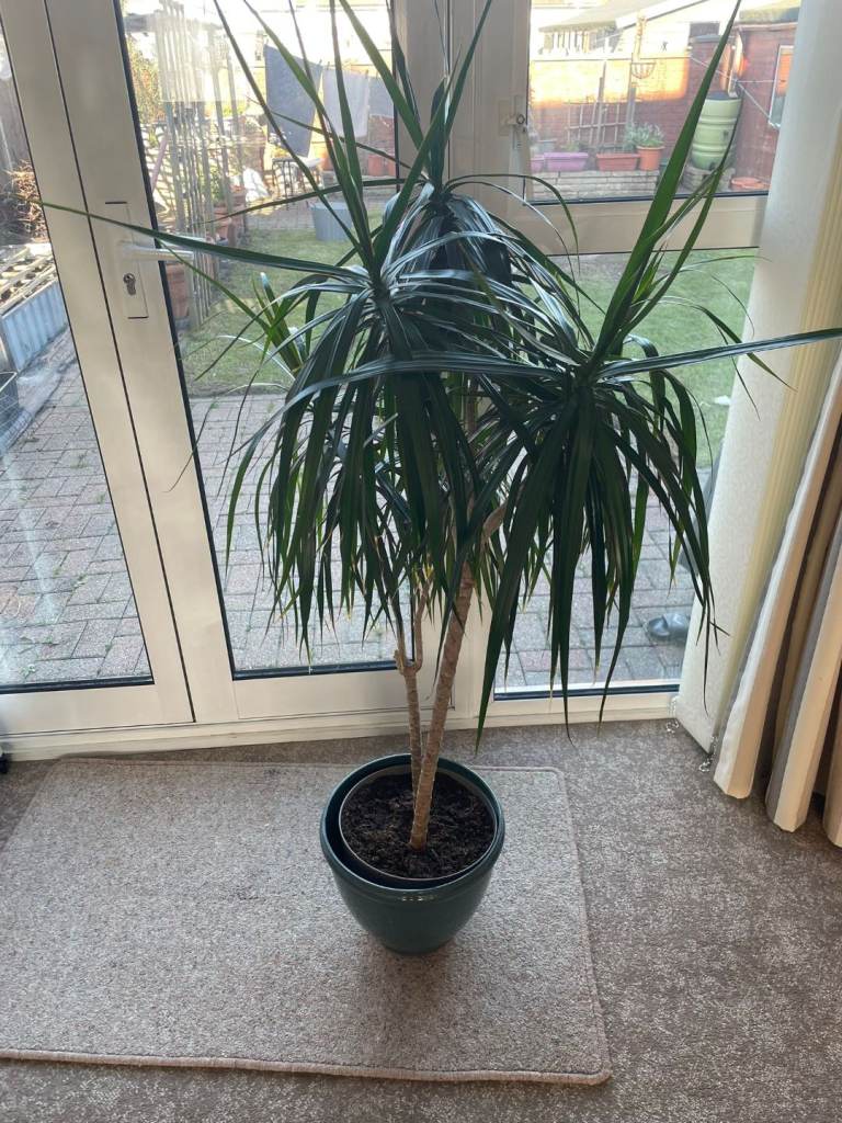 Plant for office, bedroom, living room