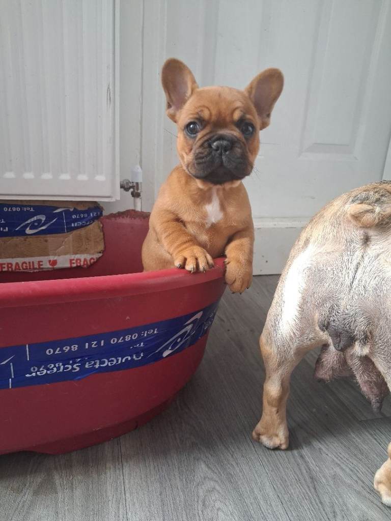 French bulldog puppies 