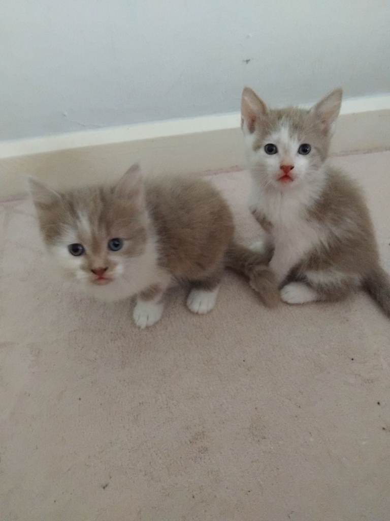 Kittens looking for there forever homes 